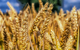 В Самарской области собираются увеличить экспорт зерна