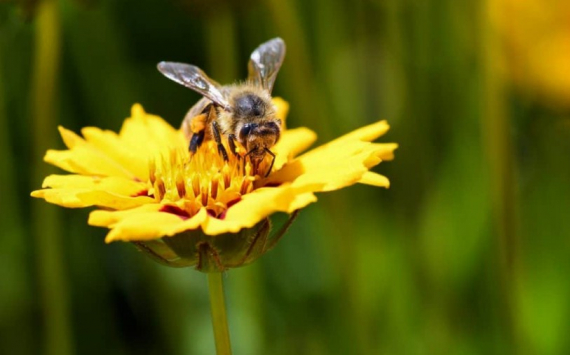 В Самарской области вступил в силу закон об охране пчел