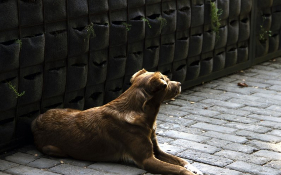 В Сызрани отловом бродячих собак займутся за 3,3 млн рублей
